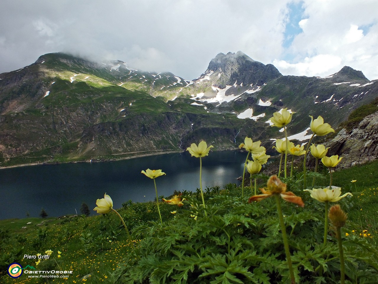 88 Pulsatilla alpina sulfurea con Pizzo Farno e Monte Corte.JPG